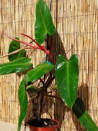 Its new foliage is brown to coppery red, maturing to dark green with a reddish blush, but the fleshy leaf stems remain bright red. Philodendron Anderson Red Plant In 2x2x7 Pot Red Plants Philadendron Plant Philodendron