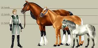 Size Colors Patterns Markings Maries Equine