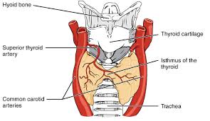 Thyroid Wikipedia