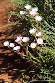 Image result for Helichrysum adenocarpum