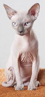 ‪Sphynx cat - Wikipedia‬‏