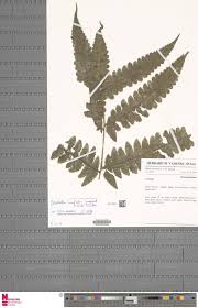 Image result for Blotiella