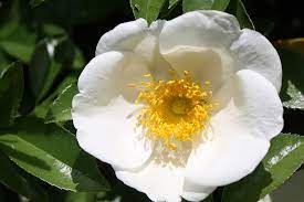 Maybe you would like to learn more about one of these? Georgia State Flower Cherokee Rose