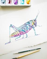 Here S My Little Psychedelic Watercolour Grasshopper I Ll Post A Video When I Can