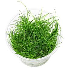 Image result for Eleocharis variegata