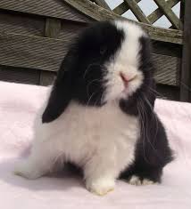 Black And White Holland Lop Black Dutch Split Mini Lop Baby Rabbit Reserved Gravesend Kent Pets4homes Cute Baby Bunnies Cute Animals Dutch Rabbit