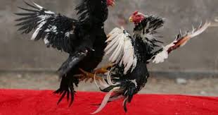 Sketsa gambar sabung ayam sobsketsa. Cara Mencari Hari Kemenangan Dalam Adu Ayam Ayam Bangkok Aduan Ayam Bangkok Hewan