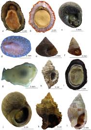 Image result for Patella aspera