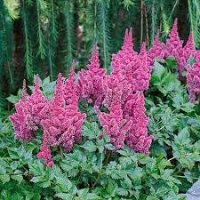 Visions Astilbe Astilbe American Meadows Flowers