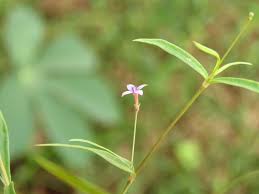 Image result for Oldenlandia affinis