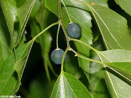 Image result for Celtis