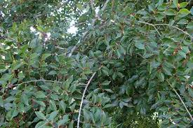 Image result for Celtis sinensis