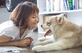 Stop nyanyikan makan daging anjing pakai sayur kol. Makan Daging Anjing Sayur Kol 7 Fakta Miris Daging Anjing Bagian 2 Guideku Com