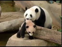 Wahana bermain di sini juga belum semuanya lengkap. Aksi Comel Anak Panda Di Zoo Negara Youtube