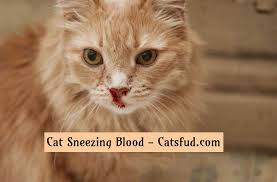 Sometimes, it's due to a simple infection, but other times, it's an emergency. Cat Sneezing Blood Continuously What It Could Be Catsfud