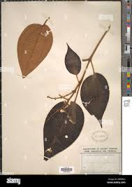 Image result for Clematis dolichopoda