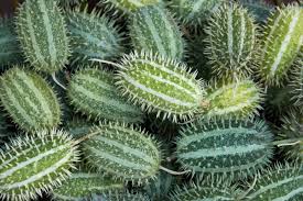 Image result for Cucumis zeyheri