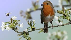 Resultado de imagen para imagenes de pajaros