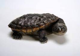 17 Surprisingly Cute Photos Of Turtles World Turtle Day Turtle Endangered Sea Turtles