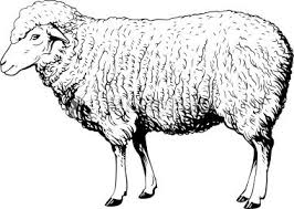 Black And White Sheep Drawing This Image Is A Black And White Vector Illustration Of A Domestic Sheep Drawing Drawing Images Illustration