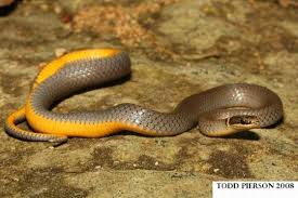 Ring Necked Snake Diadophis Punctatus Indiana Herp Atlas