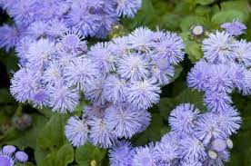 Growing Ageratum Flower How To Plant Ageratum Mosquito Repelling Plants Mosquito Plants Planting Flowers