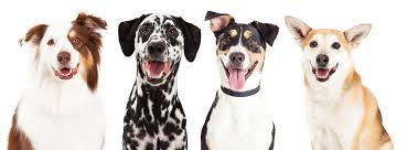 We are in close proximity to southern york county, pa, and carroll and harford. Clinic Stories Amazing Dogs And Cats That Attend Vet Clinics