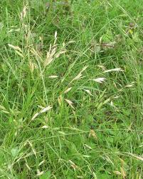 Image result for Bromus catharticus