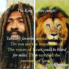 Humans resemble lions more than apes