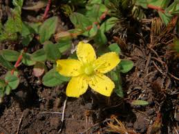 Image result for Hypericum peplidifolium