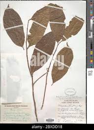 Image result for Dichapetalum madagascariense
