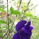Image result for Thunbergia vogeliana