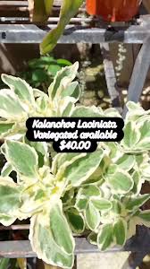 Image result for Kalanchoe laciniata