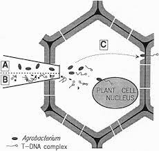 Check spelling or type a new query. Schematic Representation Of The Plant Cell Microinjection And Three Download Scientific Diagram