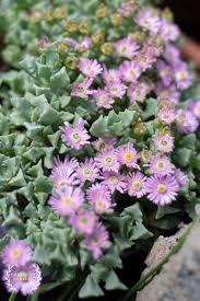 Great prices and selection of succulent. Oscularia Deltoides Pink Iceplant Outdoor Succulent Corseside Nursery Pembrokeshire Buy Succulents Online Uk Plants By Post Peat Free Delivery Organic Aeonium Echeveria Aloe Crassula House Plant Order