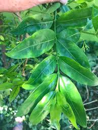 Image result for Kraussia floribunda