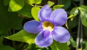 Image result for Thunbergia racemosa
