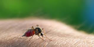 Její výskyt závisí na několika faktorech, z nichž nejvýznamnější je nadmořská výška a roční období výskyt malárie v zemi. Malaria Travelistan