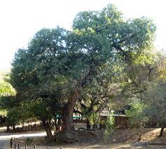 Image result for Schotia brachypetala