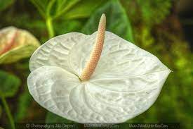 Flamingo Flower White Anthurium Andraeanum Flamingo Flower Anthurium Flowers