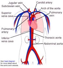 Good Basic Information About The Human Circulatory System Circulatory System Circulatory System Diseases Abdominal Aorta