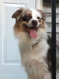 Our adoption fee of $475 includes age appropriate vaccinations, microchipping and transport expenses. Dog Adoption In Jersey City Nj 07305 Australian Shepherd Dog Lightning