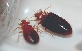 what do bedbug bites look like what do bed bugs look like