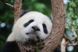 Check spelling or type a new query. 800 Kostenlose Panda Und Roter Panda Bilder