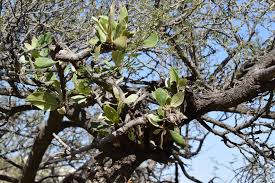 Image result for Phragmanthera