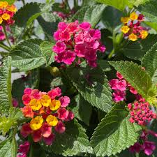 Image result for Lantana