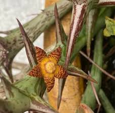 Image result for Orbea schweinfurthii