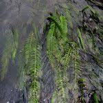 Image result for Hydrostachys polymorpha