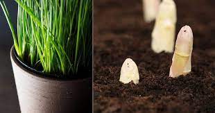 Live greenery indoors adds a touch of warmth and beauty to an indoor room, plus the green leaves help to purify the air in the room. 6 Edible Plants That Grow In The Dark Without Any Space
