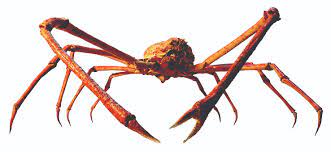 The japanese spider crab's presence commands attention with its bright orange hue and 10 lengthy limbs. Star Objects Of Our Collection Giant Japanese Spider Crab Entomology Manchester